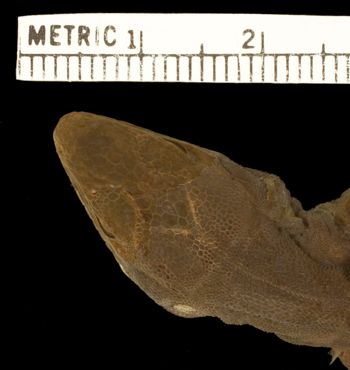 Media type: image;   Herpetology R-44365 Aspect: head dorsal